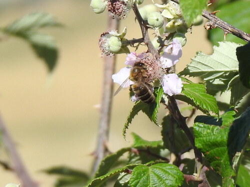 Abeja Melífera Europea