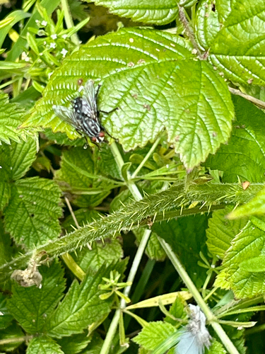 Cryptic carnaria-group Flesh Flies