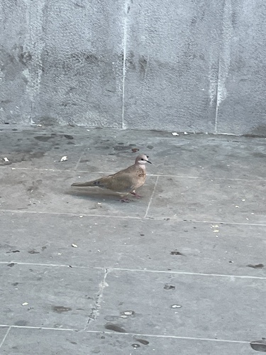 Eurasian Collared-Dove