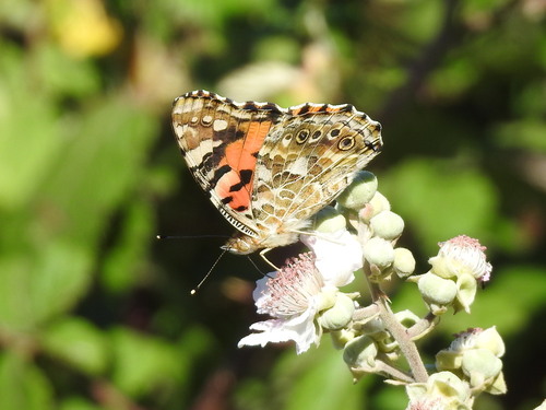 Mariposa Vanesa Pintada
