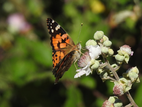 Mariposa Vanesa Pintada