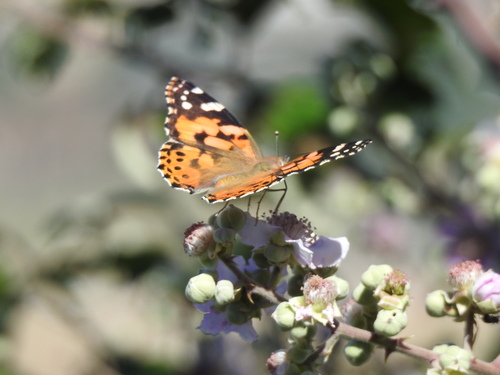 Mariposa Vanesa Pintada