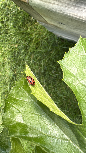 Spotted Pink Lady Beetle