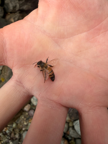 Western Honey Bee