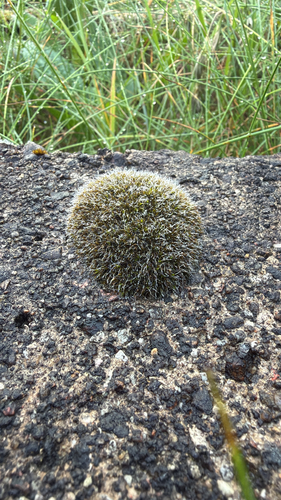 Grey-cushioned Grimmia