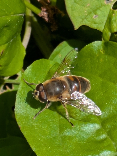 Common Drone Fly