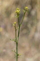 Ruta montana, photograph (c) Alessia Guggisberg, some rights reserved (CC BY-SA)