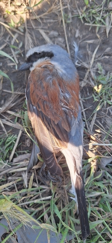 Red-backed Shrike