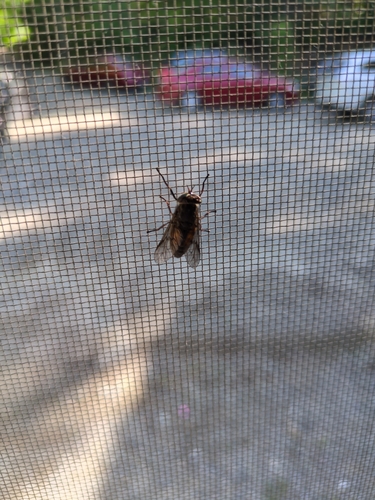 Common Drone Fly
