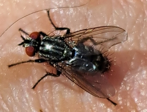 Echte Fleischfliegen