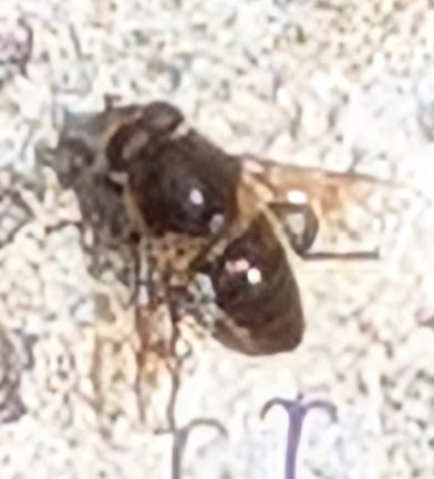Common Drone Fly