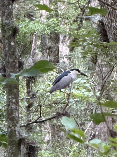 Black-crowned Night Heron