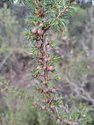 Leptospermum arachnoides, 2026-06-13