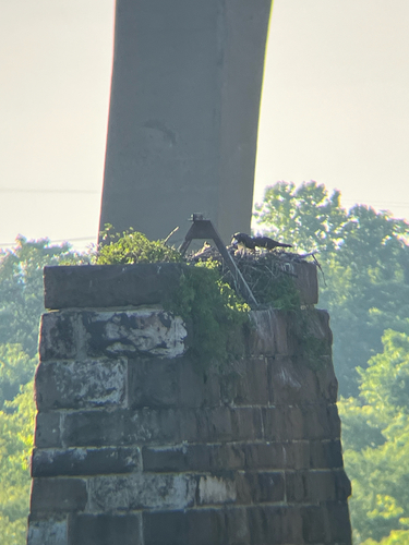 Osprey