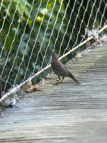 Brown-headed Cowbird