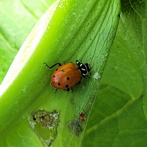 Convergent Lady Beetle