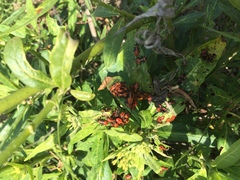 Oncopeltus fasciatus