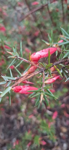 Flame Heath