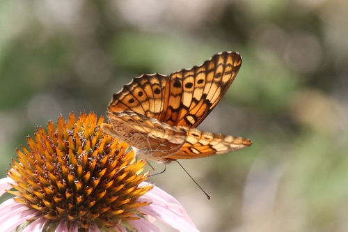 Variegated Fritillary