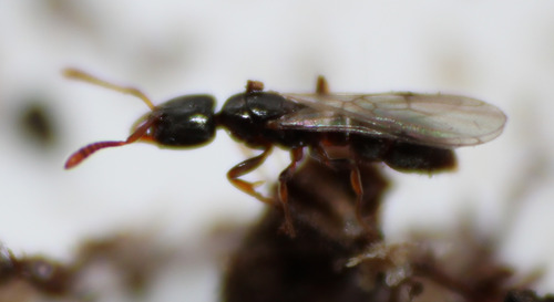 Hypoponera punctatissima observed 2026-06-12