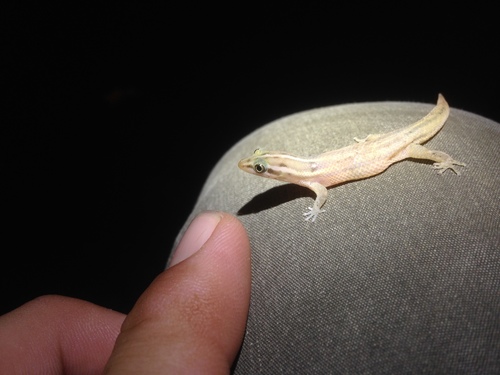 Guanica Khaki Geckolet, Sphaerodactylus roosevelti