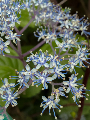 Hydrangea hirta, photograph 1