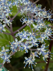 Hydrangea hirta, photograph (c) Jhonatan Matheus, some rights reserved (CC BY)