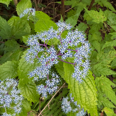Hydrangea hirta