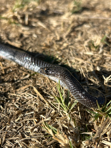 Cape Wolf Snake