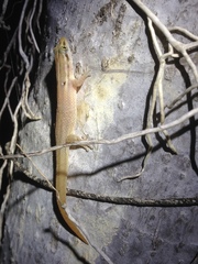 Sphaerodactylus roosevelti