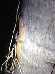 Sphaerodactylus roosevelti