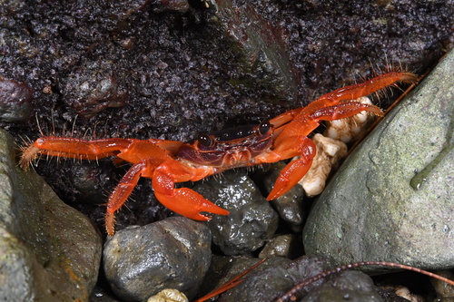 Geograpsus stormi observed 2026-06-13
