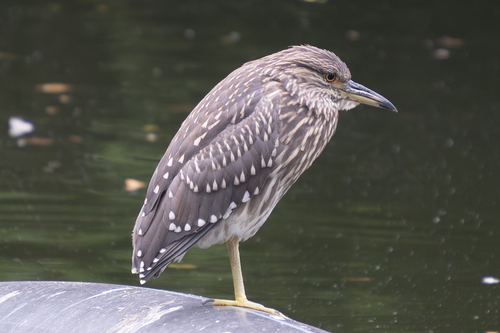 Nycticorax nycticorax