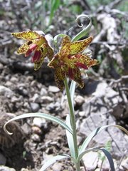 Fritillaria atropurpurea