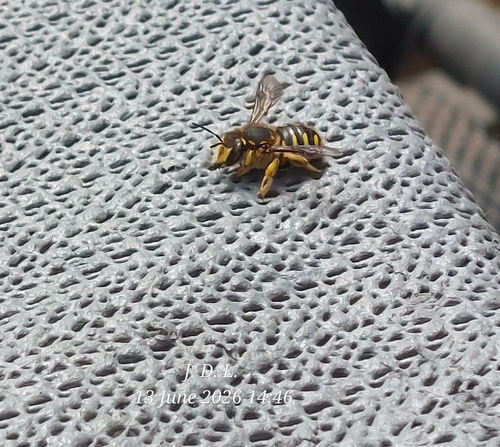 European Woolcarder Bee