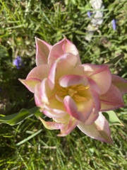 Tulipa