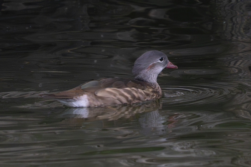 Canard mandarin, jeune