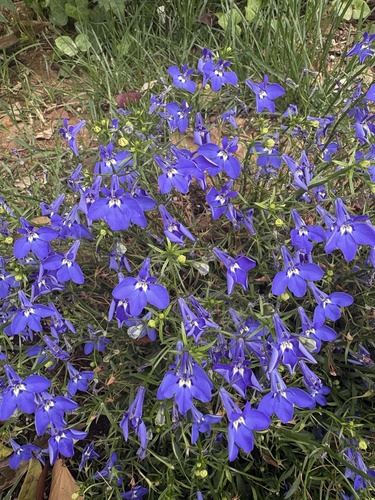 Garden Lobelia