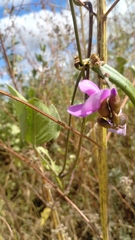 Canavalia brasiliensis