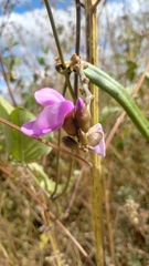 Canavalia brasiliensis, photograph (c) Breno Figueiredo, some rights reserved (CC BY)