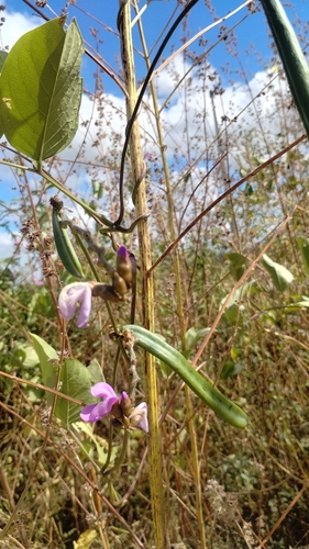 Canavalia brasiliensis, photograph 3