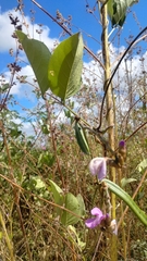 Canavalia brasiliensis, photograph (c) Breno Figueiredo, some rights reserved (CC BY)