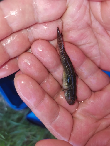 Amur Goby