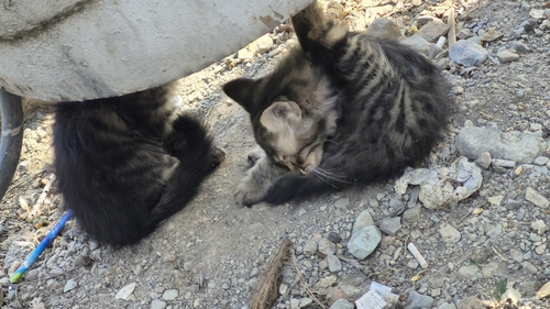 Domestic Cat