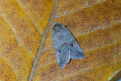 Agrochola blidaensis