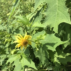 Smallanthus uvedalia