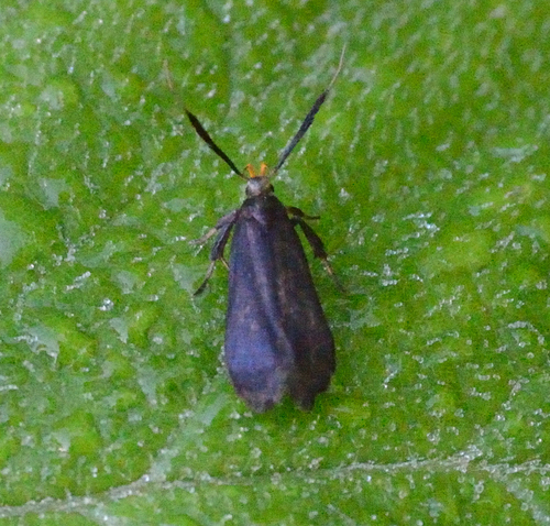 Little Devil Moth