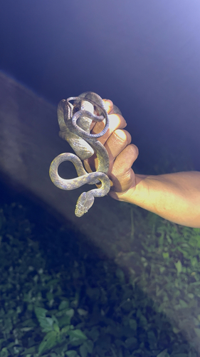 Boiga irregularis