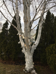Betula papyrifera