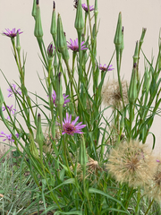 Tragopogon porrifolius